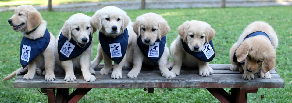 Therapy Puppies
